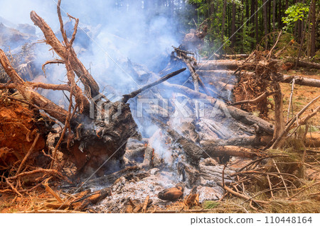 Uprooted trees are burned during preparation of land for construction 110448164