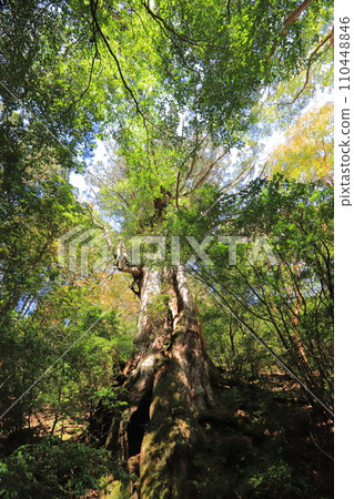 Jomon cedar 110448846