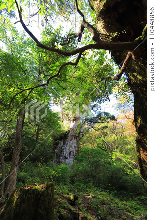 Jomon cedar 110448856