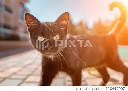 Close up of a black cat in the back yard 110449007