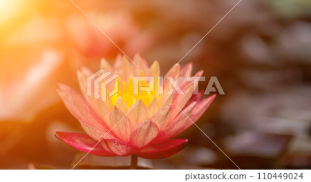 Pink lotus water lily flower in pond, waterlily with green leaves blooming Pink lotus water lily flower in pond, waterlily with green leaves blooming 110449024