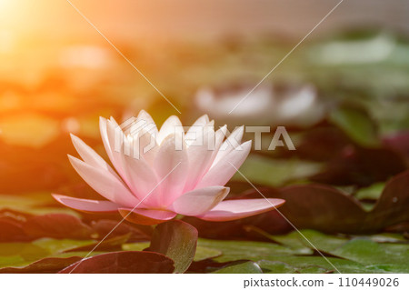 Pink lotus water lily flower in pond, waterlily with green leaves blooming Pink lotus water lily flower in pond, waterlily with green leaves blooming 110449026