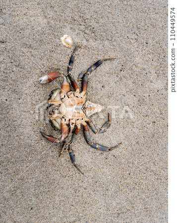 Upside down crustacean, crab, on the sandy beach 110449574