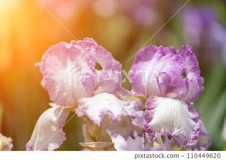 Purple with yellow bearded iris flower close up Purple with yellow bearded iris flower close up 110449620