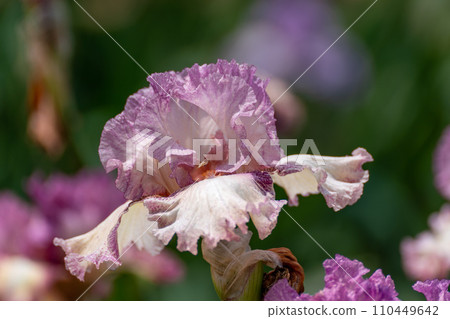 Pink bearded iris flower close up 110449642