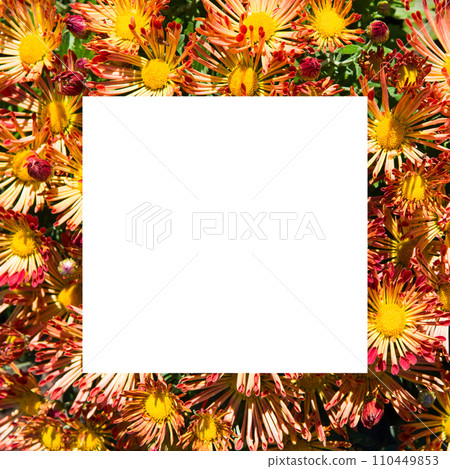 Bright orange chrysanthemums in an autumn flowerbed. Frame with free space for text. Bright orange chrysanthemums in an autumn flowerbed. Frame with free space for text. 110449853