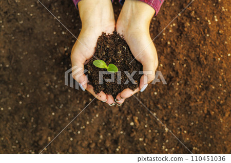 Hands Cradling Soil and Young Plant 110451036