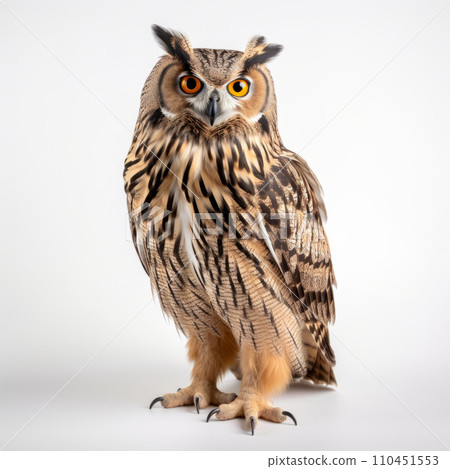 Brown owl portrait, isolated on white background. Eurasian Eagle-Owl, Bubo bubo, standing in front 110451553