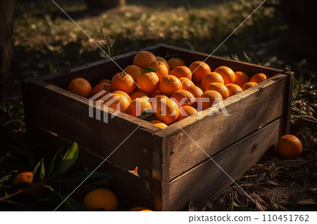 Oranges in box after harvesting orange on field, wooden box with oranges sweet fruits. Oranges in box after harvesting orange on field, wooden box with oranges sweet fruits. 110451762