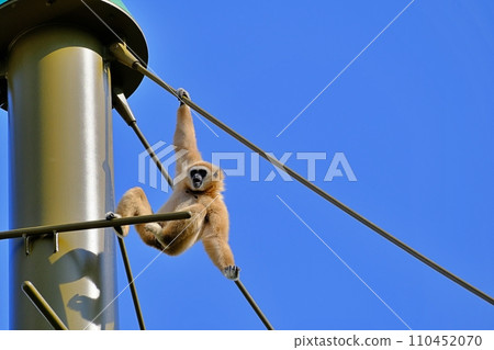 White-handed gibbon at Asahiyama Zoo Tenagazaru Hall, Asahikawa City, Hokkaido White-handed gibbon at Asahiyama Zoo Tenagazaru Hall, Asahikawa City, Hokkaido 110452070