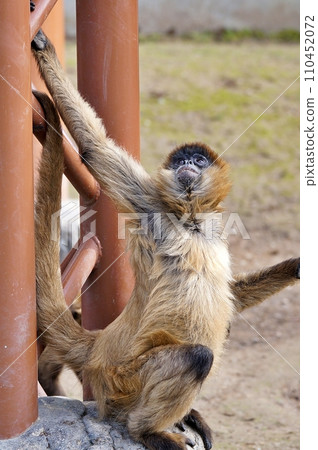 北海道旭川市旭山動物園的傑弗裡蜘蛛猴 110452072