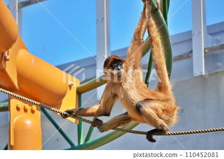 北海道旭川市旭山動物園的傑弗裡蜘蛛猴 110452081