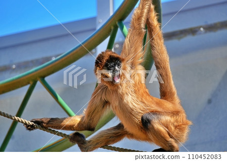 北海道旭川市旭山動物園的傑弗裡蜘蛛猴 110452083