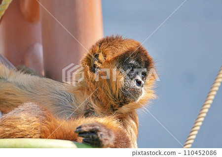 北海道旭川市旭山動物園的傑弗裡蜘蛛猴 110452086