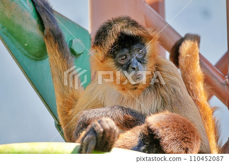 Geoffroy spider monkey at Asahiyama Zoo, Asahikawa, Hokkaido 110452087