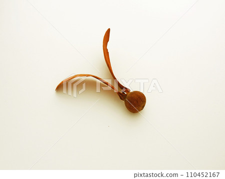 Dipterocarp nut, a mysterious nut with two wings 110452167