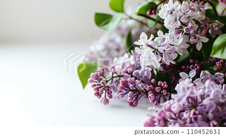 Sprig of fragrant lilacs on white background. Minimalistic design. Copy space Sprig of fragrant lilacs on white background. Minimalistic design. Copy space 110452631