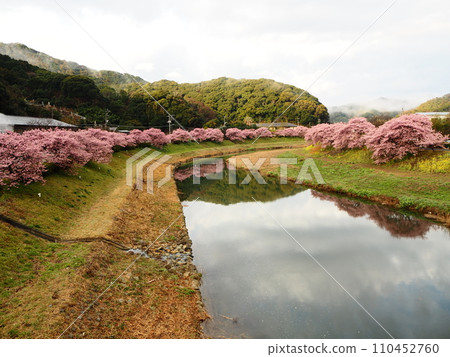 Row of Kawazu cherry blossom trees along the Aono River 110452760