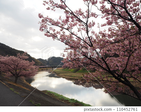 Cherry blossom trees along Aono River 110452761