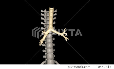 Trachea, in vertebrates and invertebrates, a tube or system of tubes that carries air 110452817