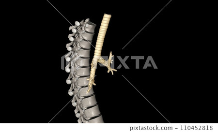 Trachea, in vertebrates and invertebrates, a tube or system of tubes that carries air Trachea, in vertebrates and invertebrates, a tube or system of tubes that carries air 110452818