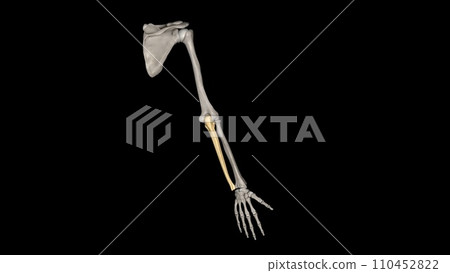 The ulna is one of two bones that make up the forearm, the other being the radius 110452822