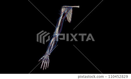 Upper Limb, Arteries and Veins 110452829