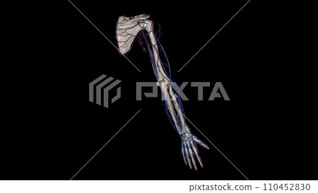 Upper Limb, Arteries and Veins 110452830