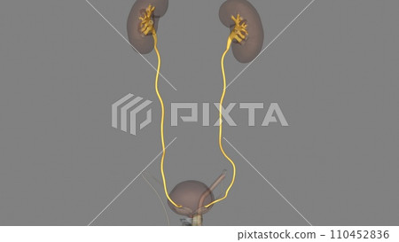 The ureters are tubes made of smooth muscle that propel urine from the kidneys to the urinary bladder The ureters are tubes made of smooth muscle that propel urine from the kidneys to the urinary bladder 110452836