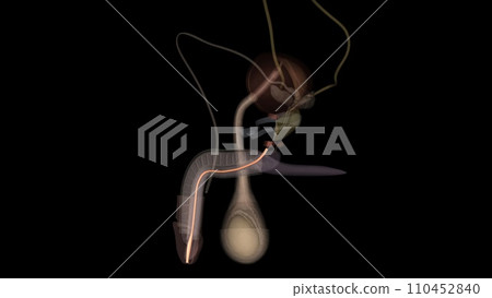 The spongy urethra is the longest part of the male urethra, and is contained in the corpus spongiosum of the penis. Spongy urethra 110452840