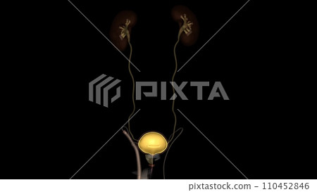 The inner lining of the urinary bladder is a mucous membrane of transitional epithelium that is continuous with that in the ureters The inner lining of the urinary bladder is a mucous membrane of transitional epithelium that is continuous with that in the ureters 110452846