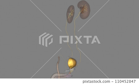 The inner lining of the urinary bladder is a mucous membrane of transitional epithelium that is continuous with that in the ureters 110452847