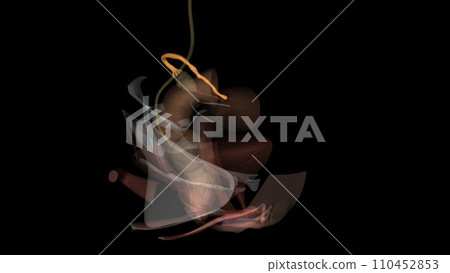 The uterine tubes, also known as oviducts or fallopian tubes, The uterine tubes, also known as oviducts or fallopian tubes, 110452853