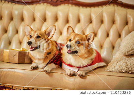 Two cute red-white welsh corgi pembroke in New Year's clothes sitting on sofa with gift boxes Two cute red-white welsh corgi pembroke in New Year's clothes sitting on sofa with gift boxes 110453286