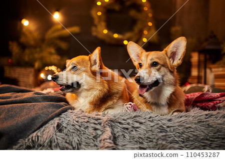 Two adorable welsh corgi dogs sitting on soft carpet and looking up near decorated Christmas tree 110453287