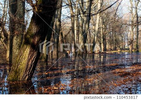 the trees on the river bank are flooded by the river 110453817