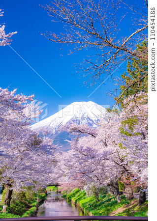 [春季材料]忍野村和富士山的櫻花[山梨縣] 110454188