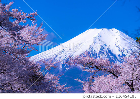 [春季材料]忍野村和富士山的櫻花[山梨縣] 110454193