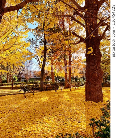 秋季葉子銀杏樹樹 秋季葉子銀杏樹樹 110454228