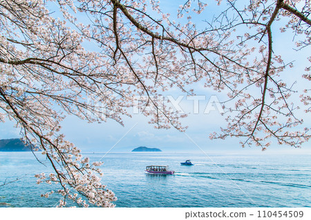 Cherry blossoms in Kaizuosaki, Shiga 110454509