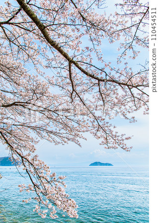 滋賀縣貝津崎的櫻花 110454511