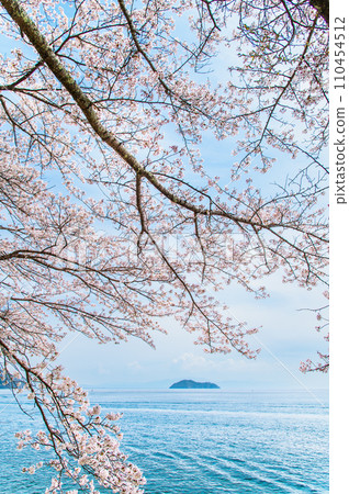 滋賀縣貝津崎的櫻花 滋賀縣貝津崎的櫻花 110454512