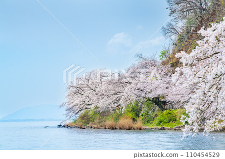 滋賀縣貝津崎的櫻花 滋賀縣貝津崎的櫻花 110454529