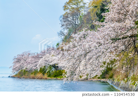 滋賀縣貝津崎的櫻花 110454530