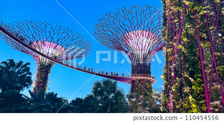 Supertree Grove and Suspension Bridge at Gardens by the Bay at night 110454556