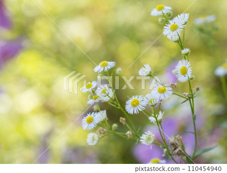 Daisy Daisy 110454940