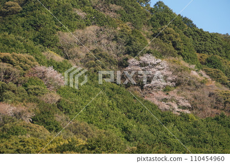 山櫻 山櫻 110454960