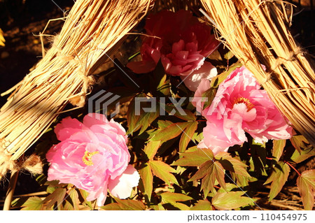 Pink winter peonies that bloomed in Ueno Toshogu Peony Garden in 2020 (9) 110454975