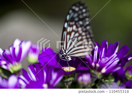 這只蝴蝶是琉球淺佐斑(Ryukyu Asagi)。學名:Ideopsis similis。 這只蝴蝶是琉球淺佐斑(Ryukyu Asagi)。學名:Ideopsis similis。 110455318