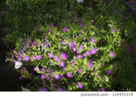 This butterfly is Ryukyu Asagi Madara (Ryukyu Asagi). Scientific name: Ideopsis similis. 110455319